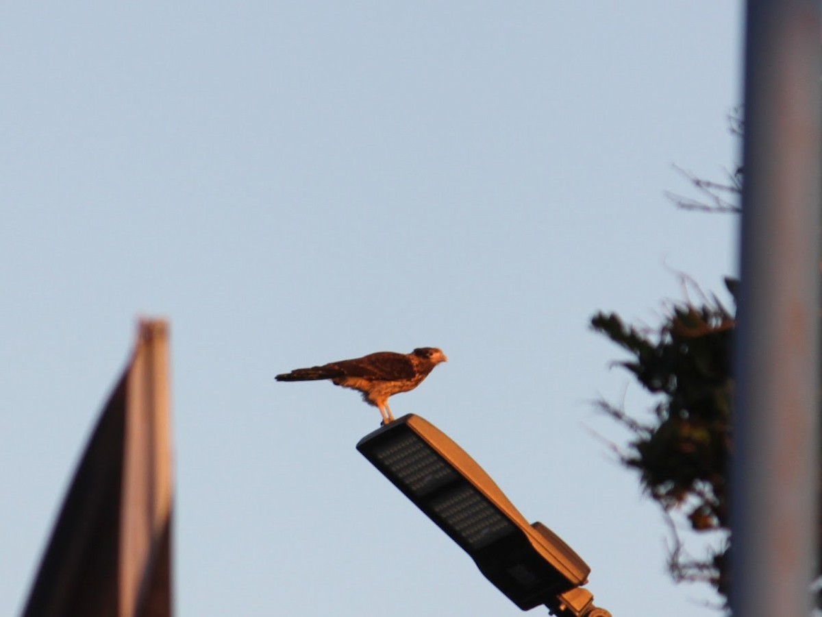 Yellow-headed Caracara - ML628016313