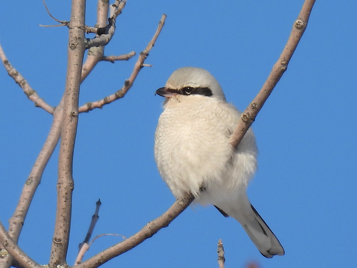 Antzandobi boreala - ML628016314