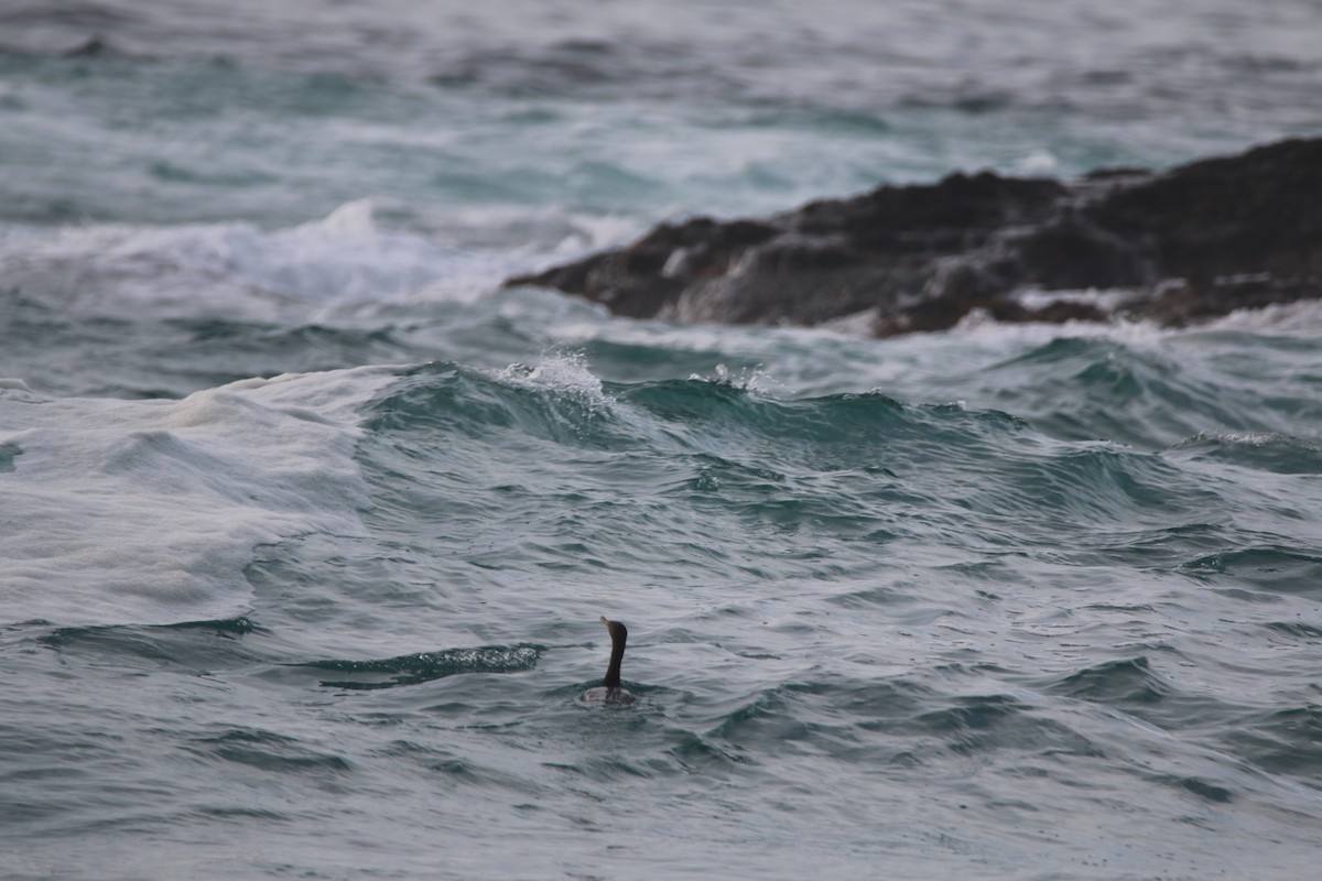 Double-crested Cormorant - ML628016435