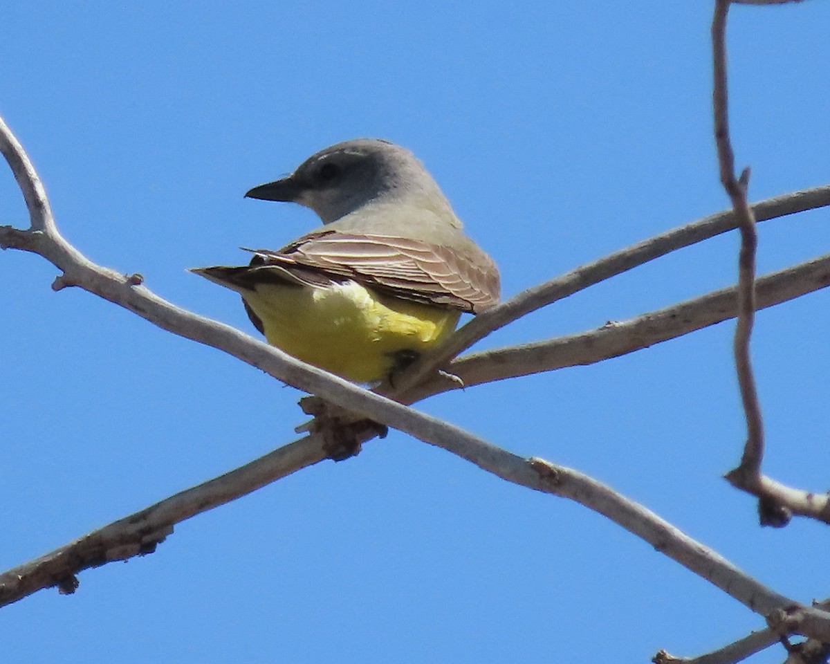 Western Kingbird - ML628016465