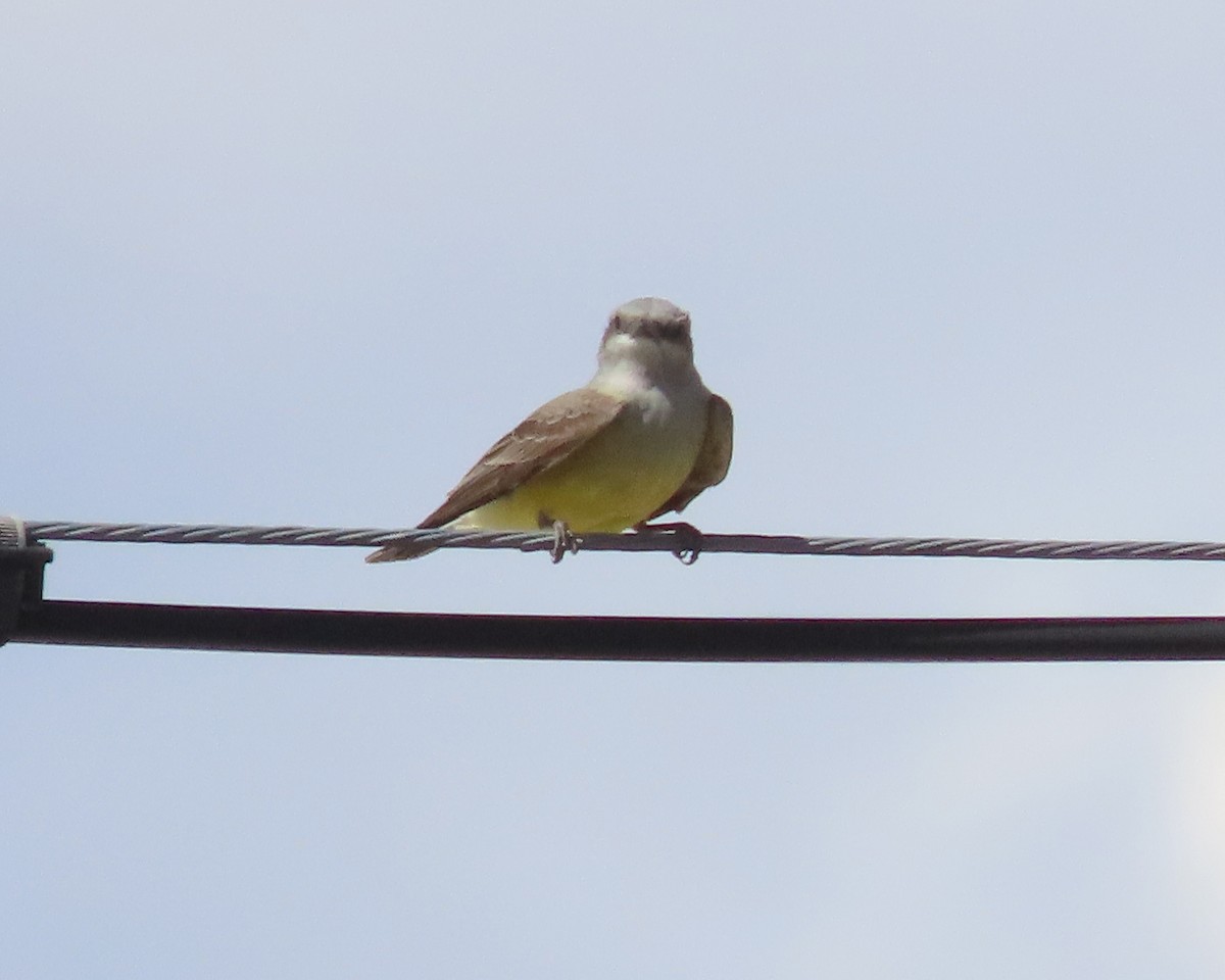 Western Kingbird - ML628016467