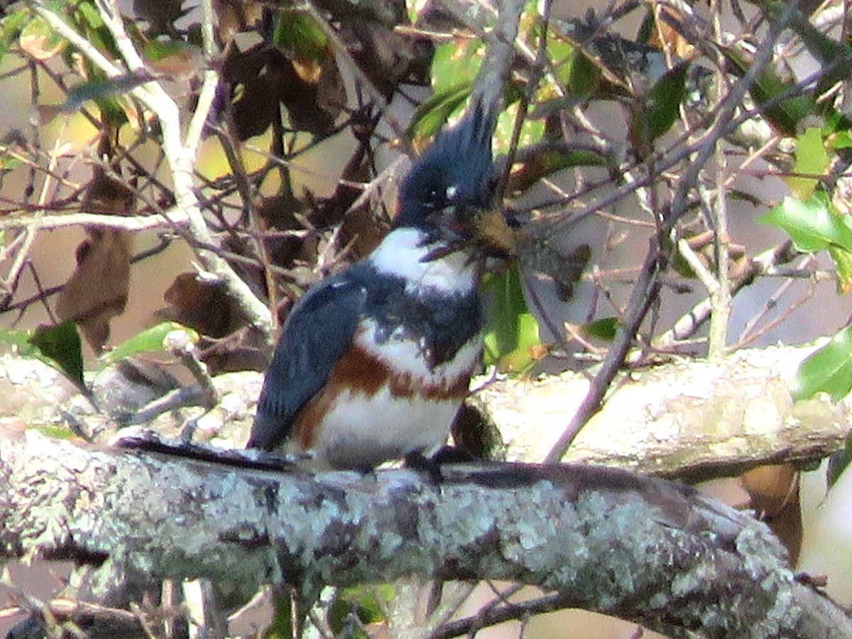 Belted Kingfisher - ML628016485