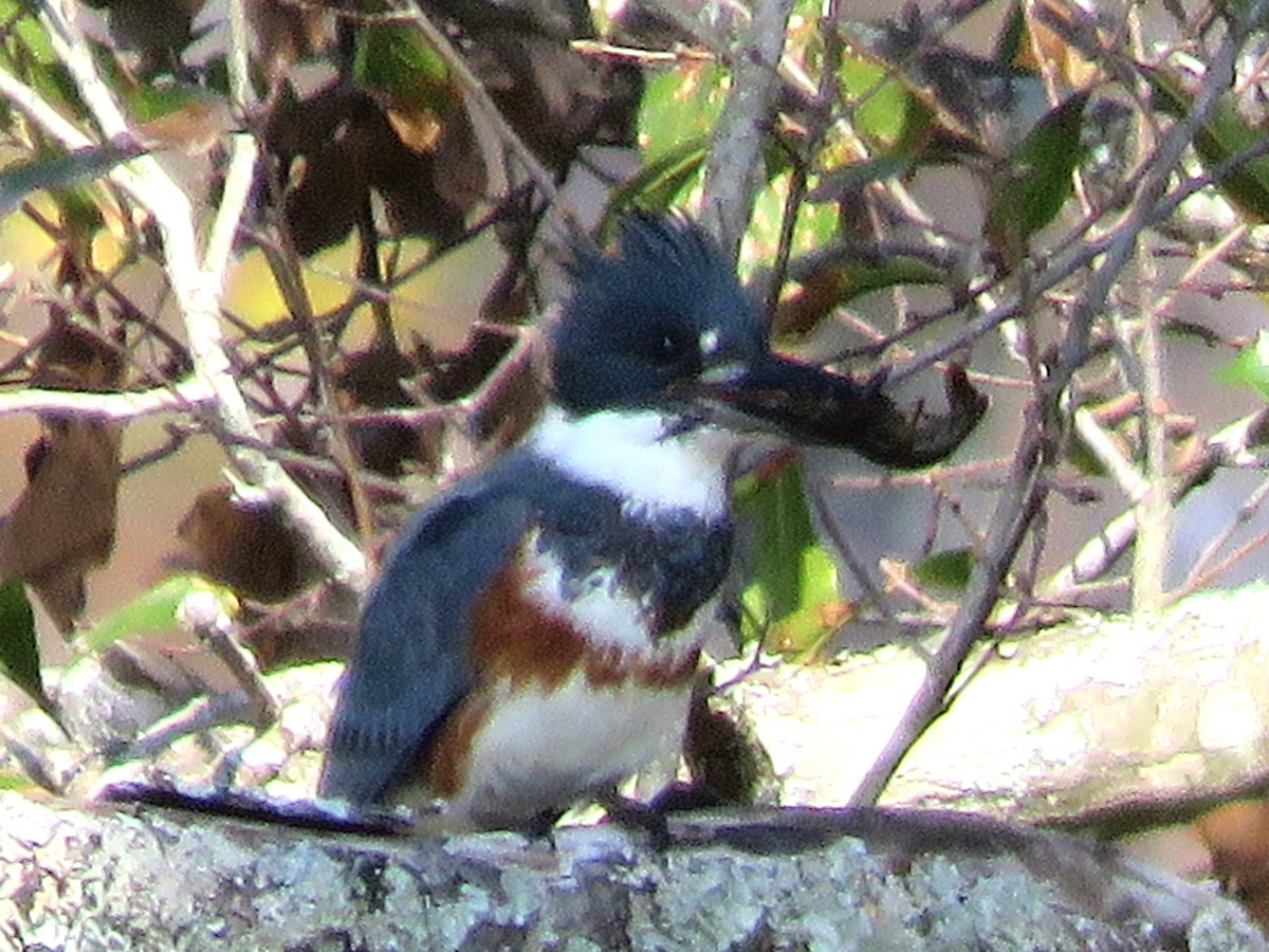 Belted Kingfisher - ML628016490