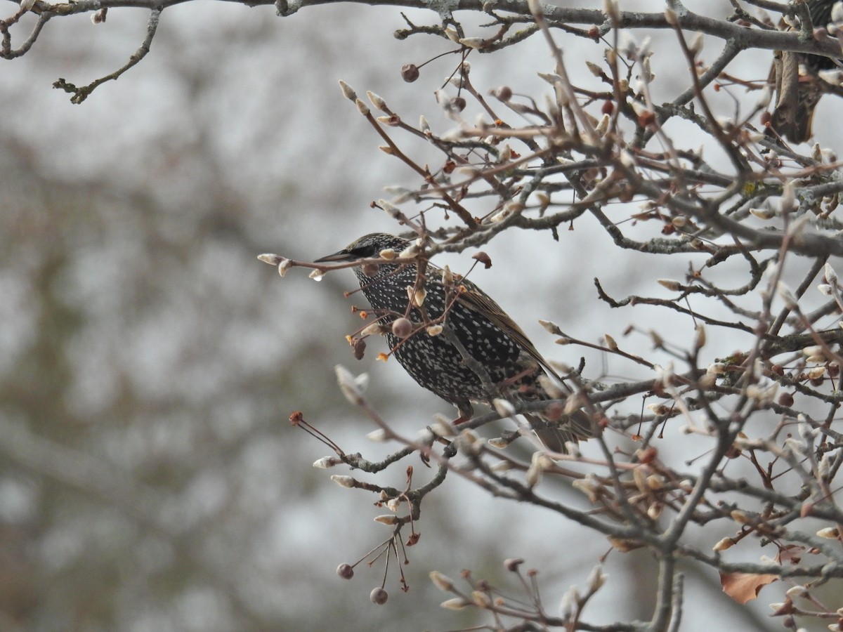 European Starling - ML628016572