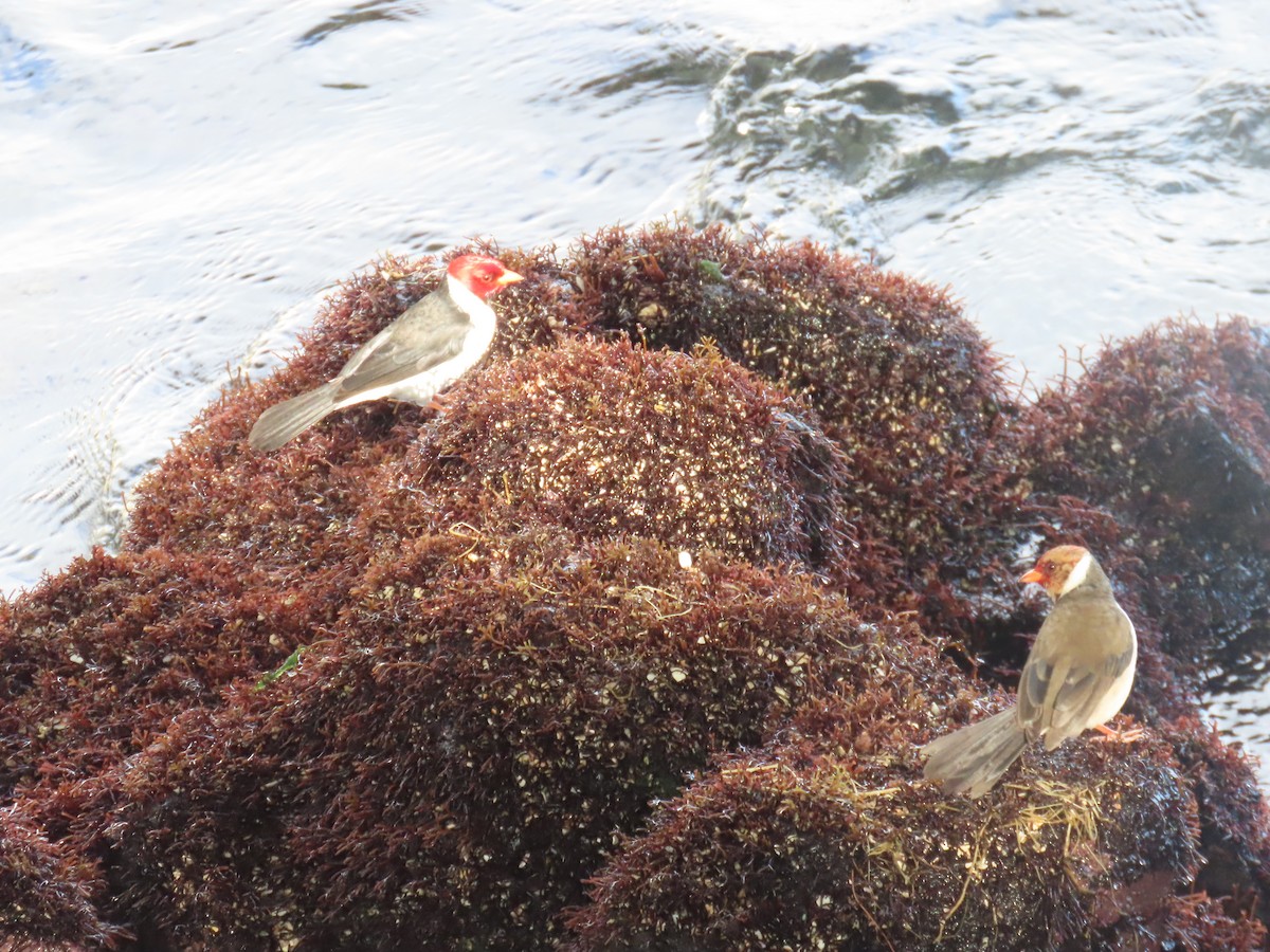 Yellow-billed Cardinal - ML628016593