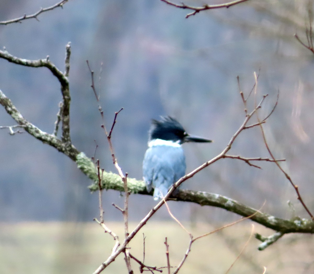 Belted Kingfisher - ML628016596