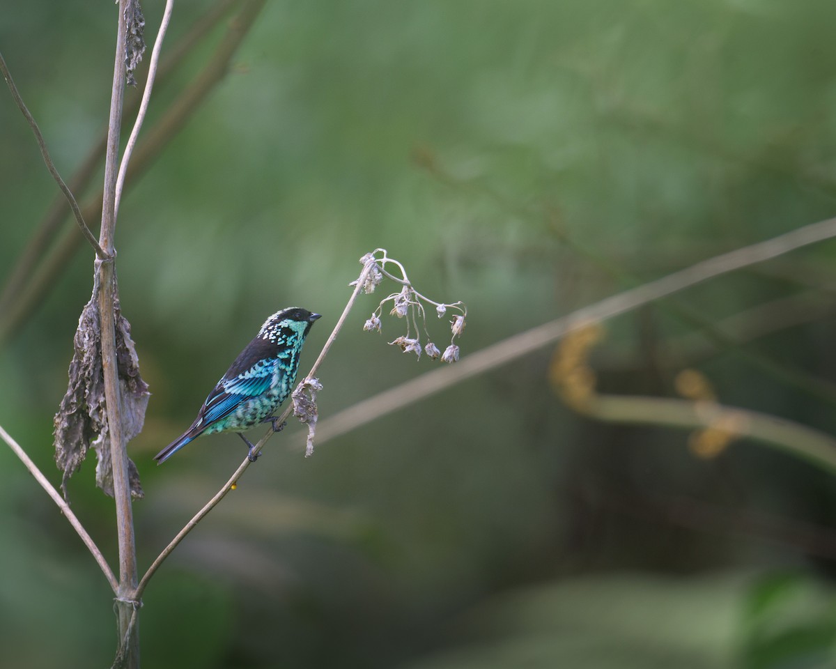 Beryl-spangled Tanager - ML628016598