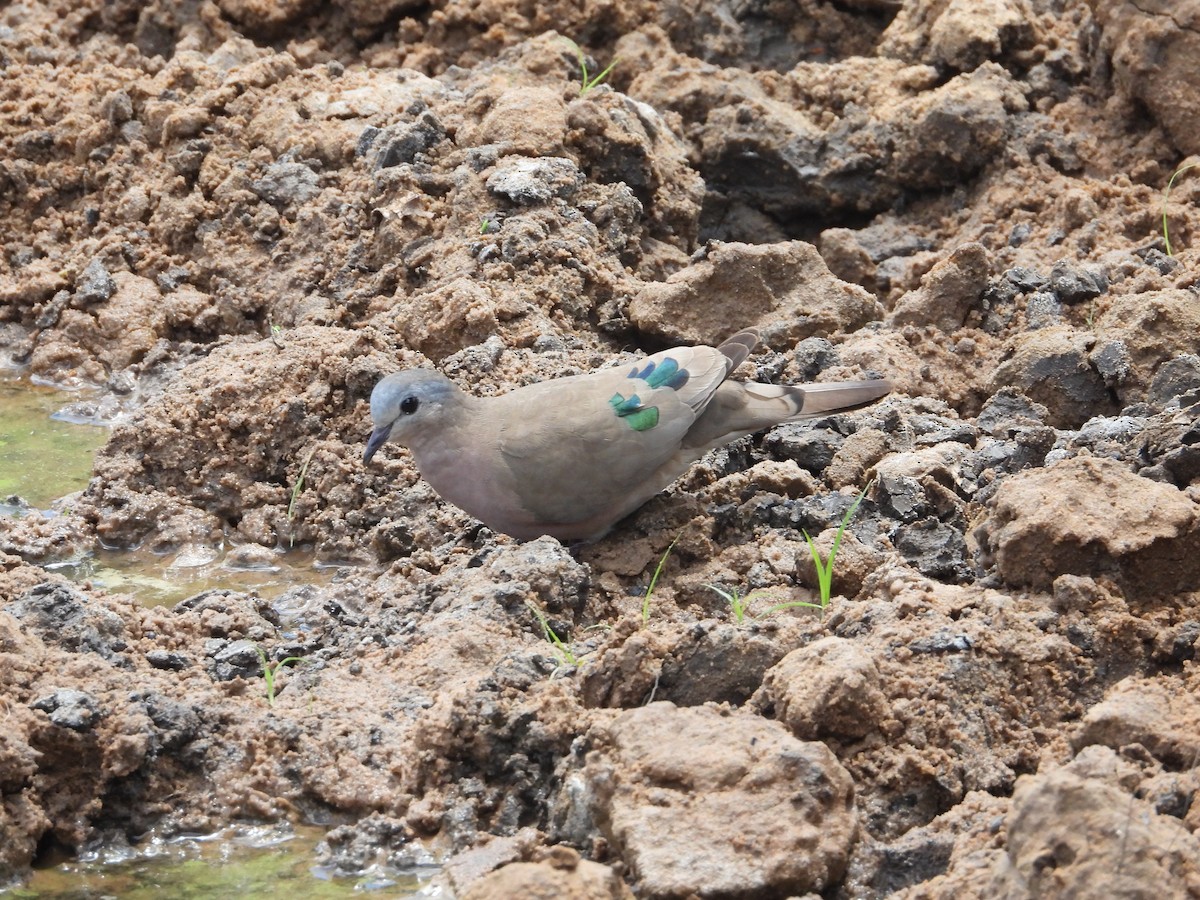 Emerald-spotted Wood-Dove - ML628016608