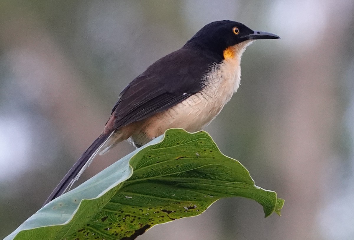 Black-capped Donacobius - ML628016624