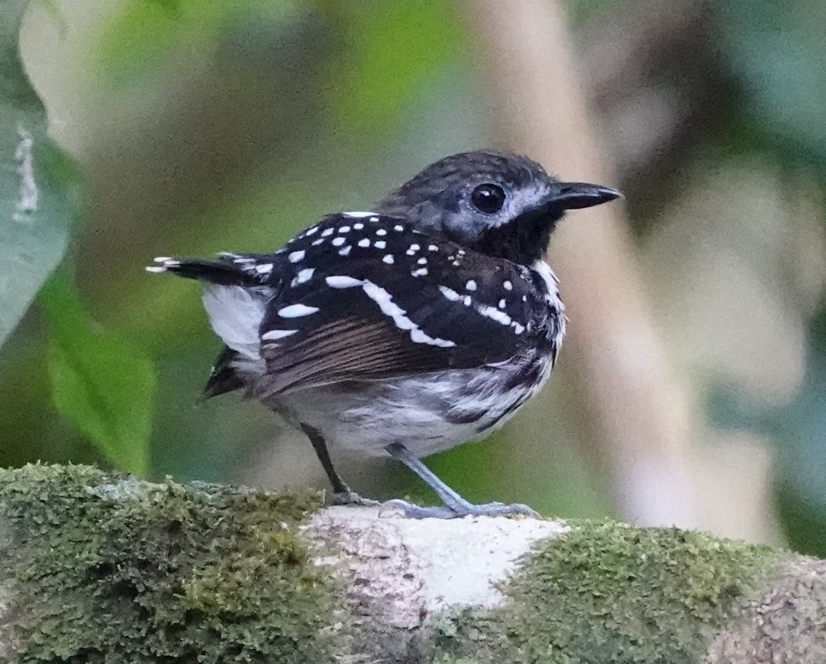 Dot-backed Antbird - ML628016639