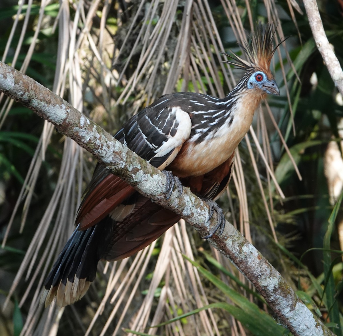 Hoatzin - ML628016648