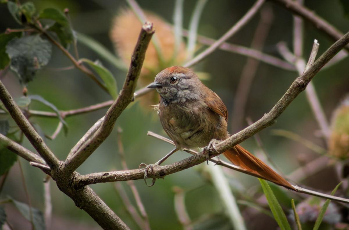 Sooty-fronted Spinetail - ML628016663