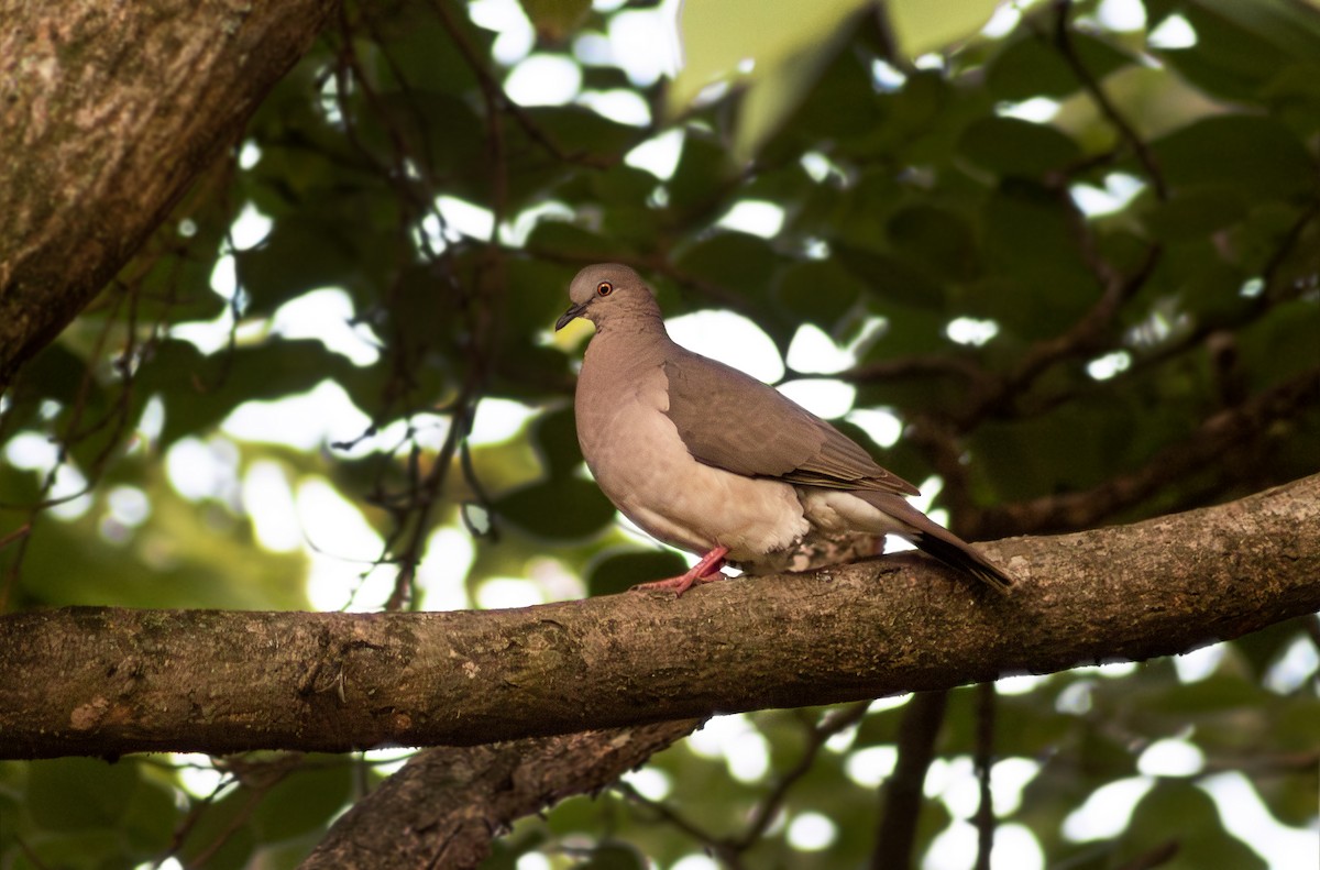 White-tipped Dove - ML628016678