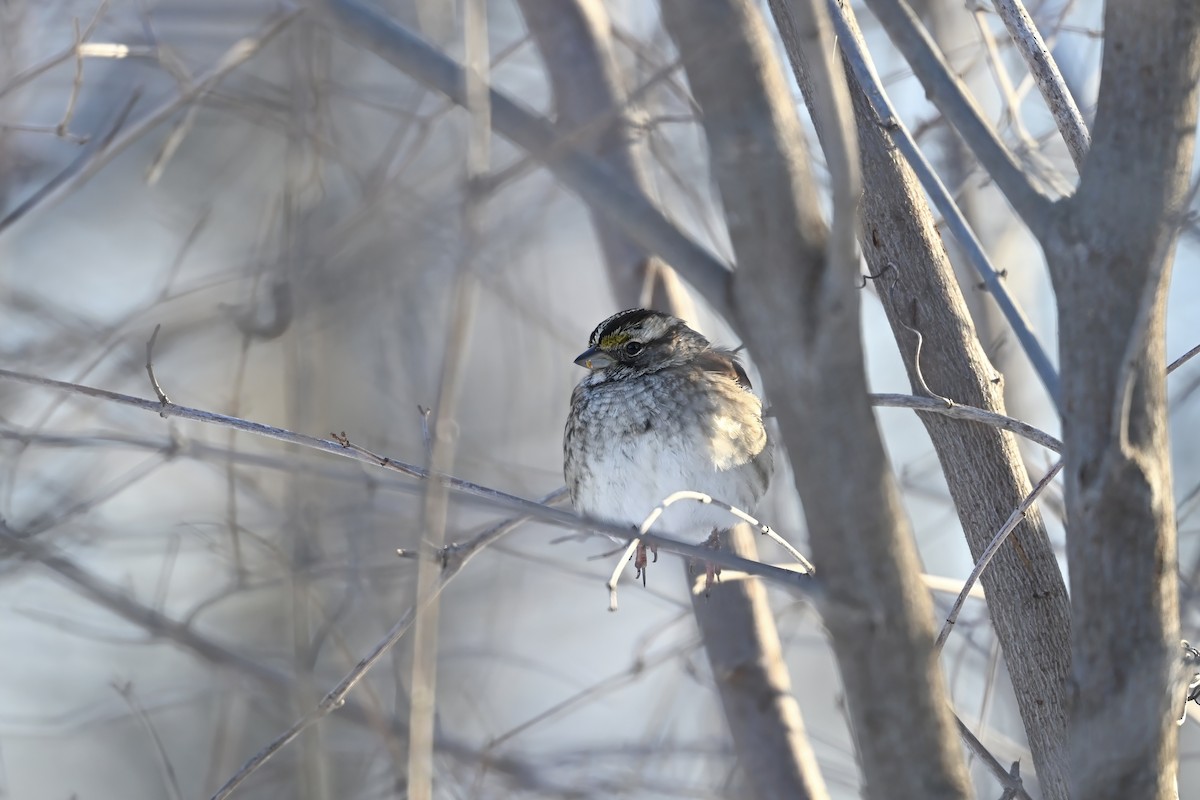 White-throated Sparrow - ML628016679