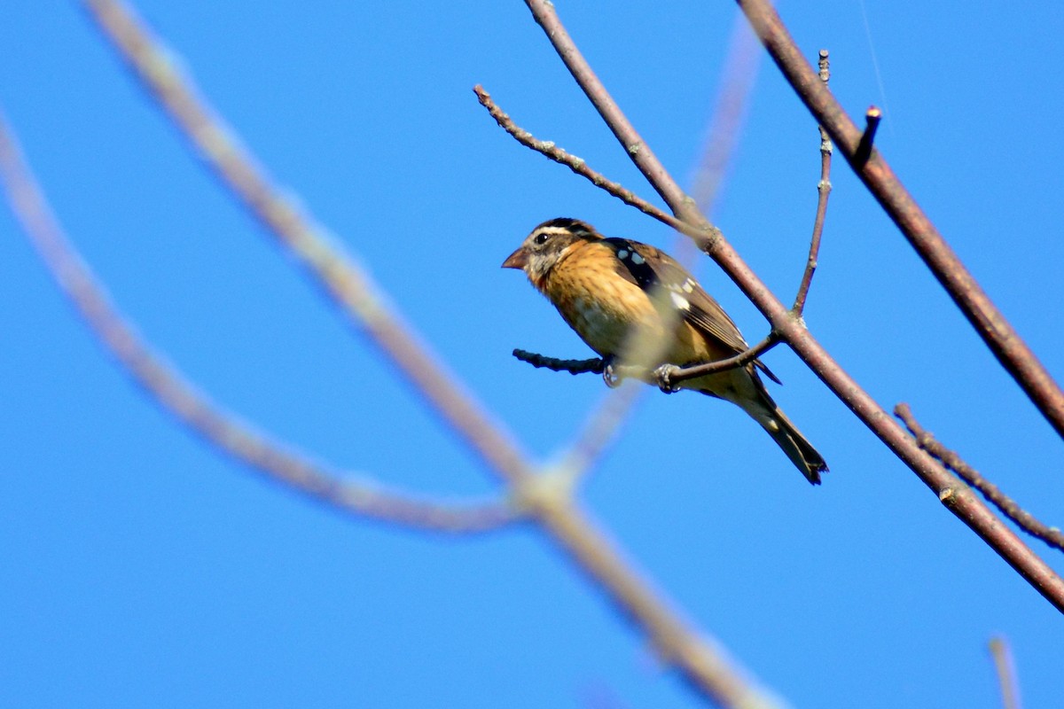 Rose-breasted Grosbeak - ML628016681