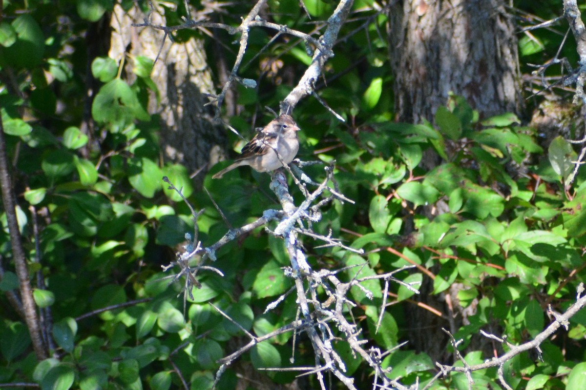 Chipping Sparrow - ML628016691