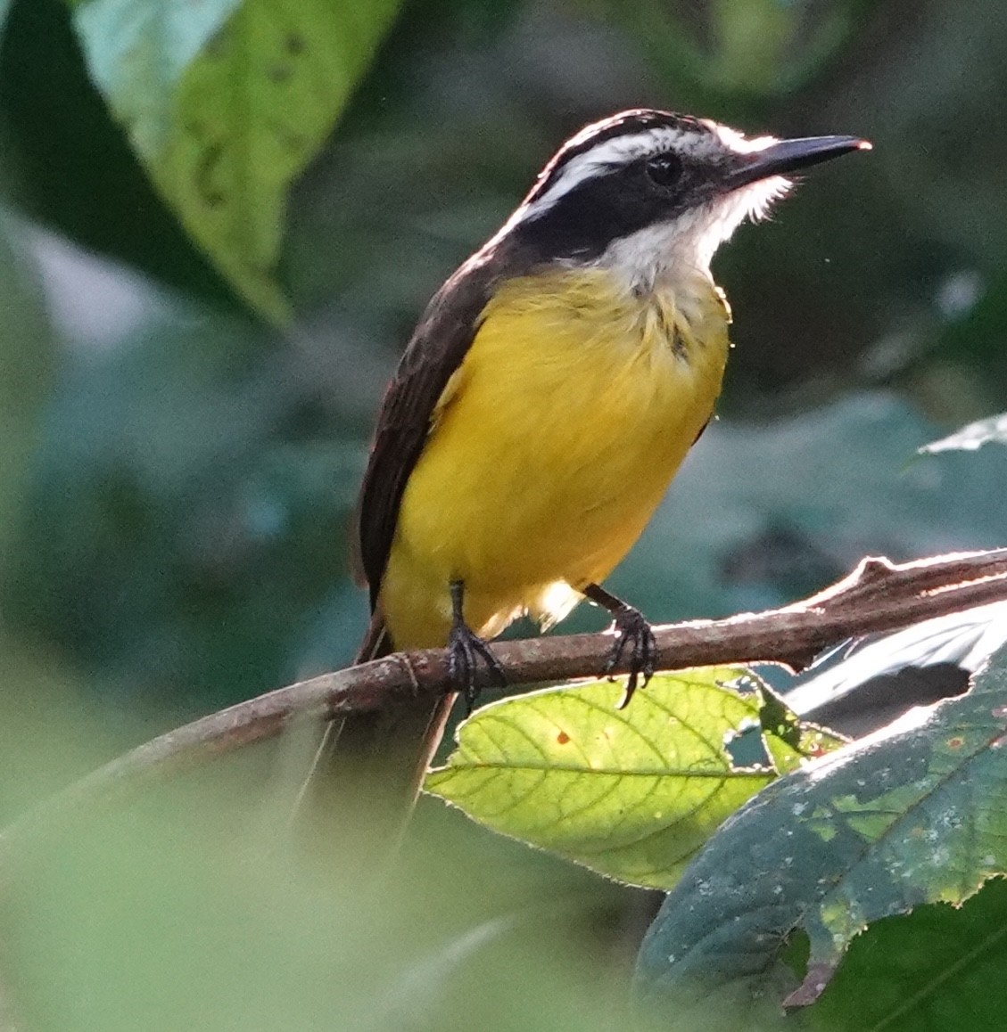 Lesser Kiskadee - ML628016713