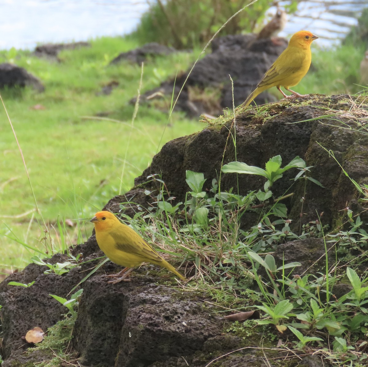 Saffron Finch - ML628016792