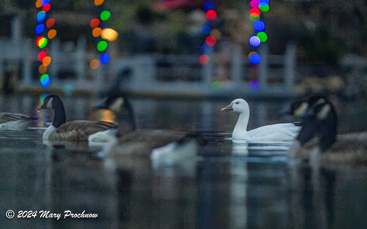 Snow Goose - ML628016839