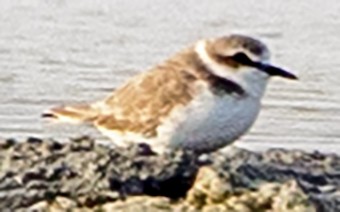 Kentish Plover - ML628016847