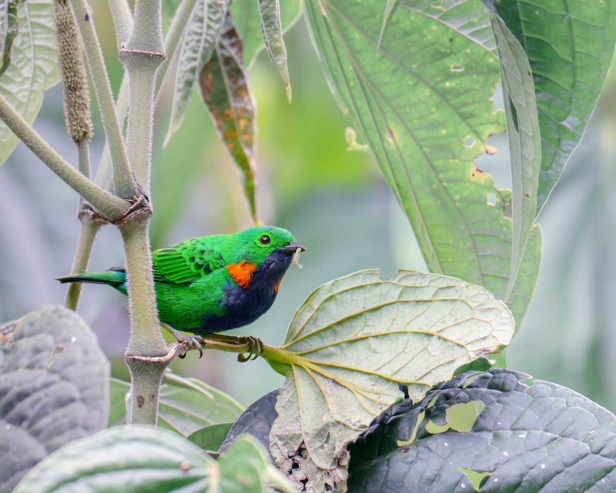 Orange-eared Tanager - ML628016865