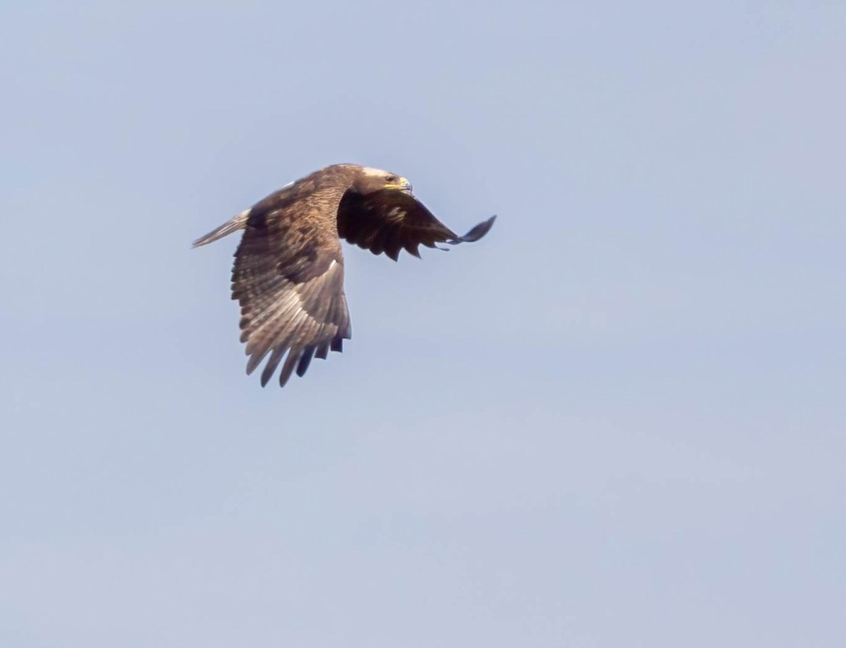 Tawny Eagle - ML628017025