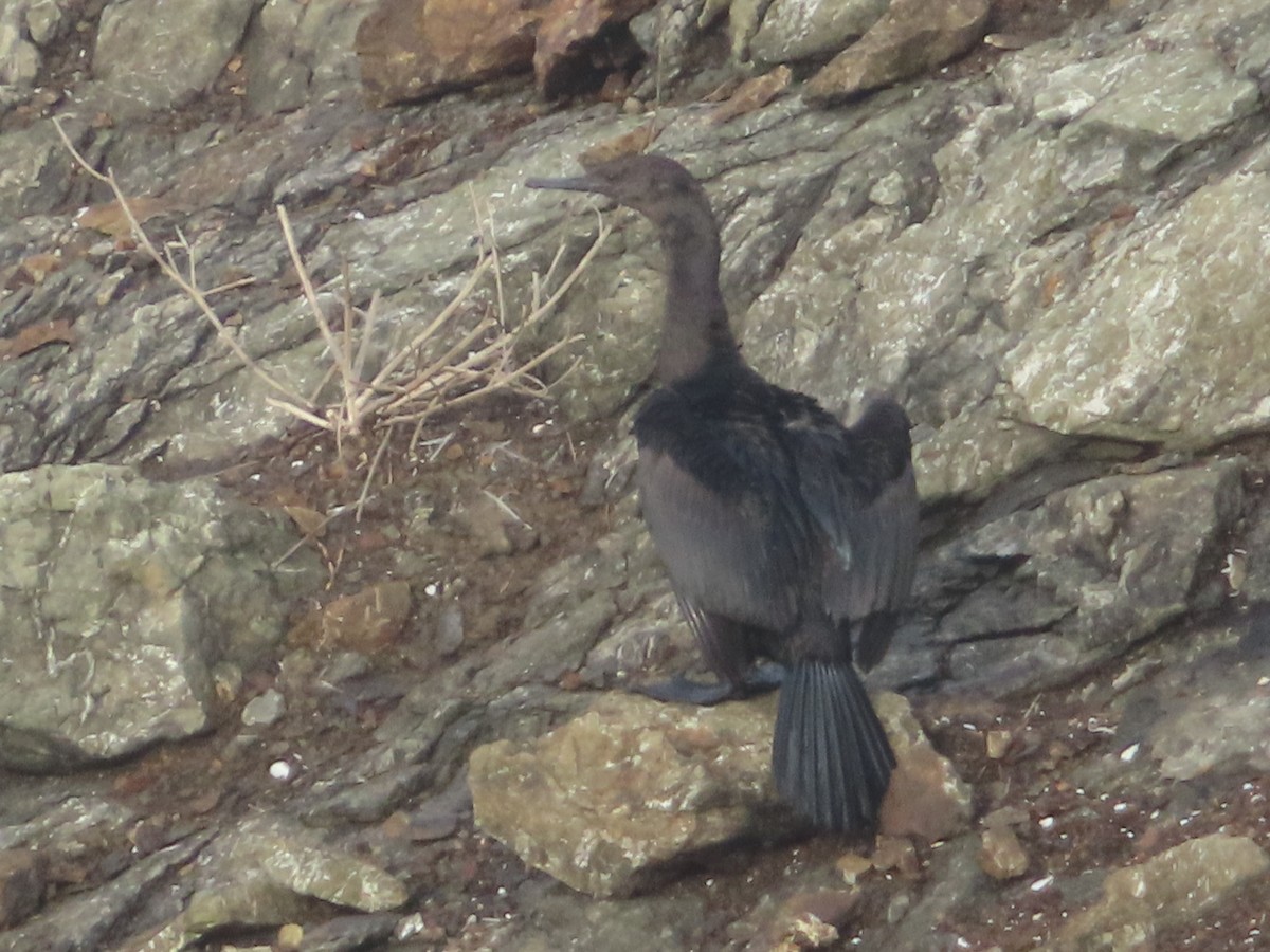 Pelagic Cormorant - ML628017094