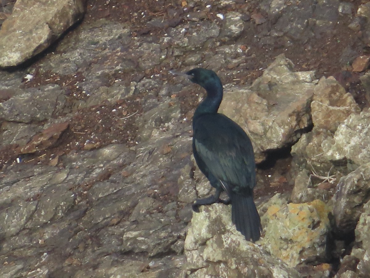 Pelagic Cormorant - ML628017095