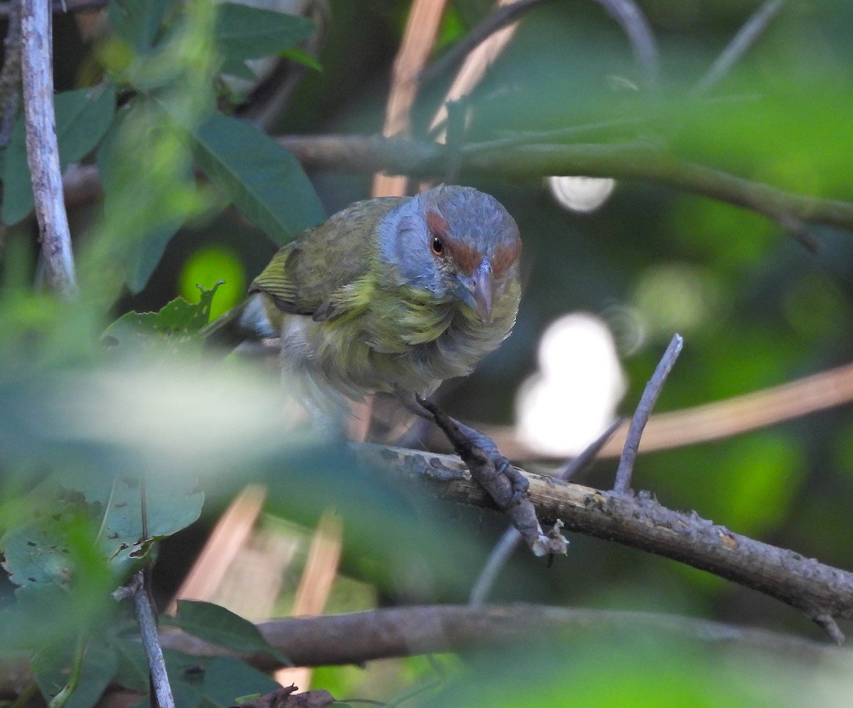 Rufous-browed Peppershrike - ML628017142