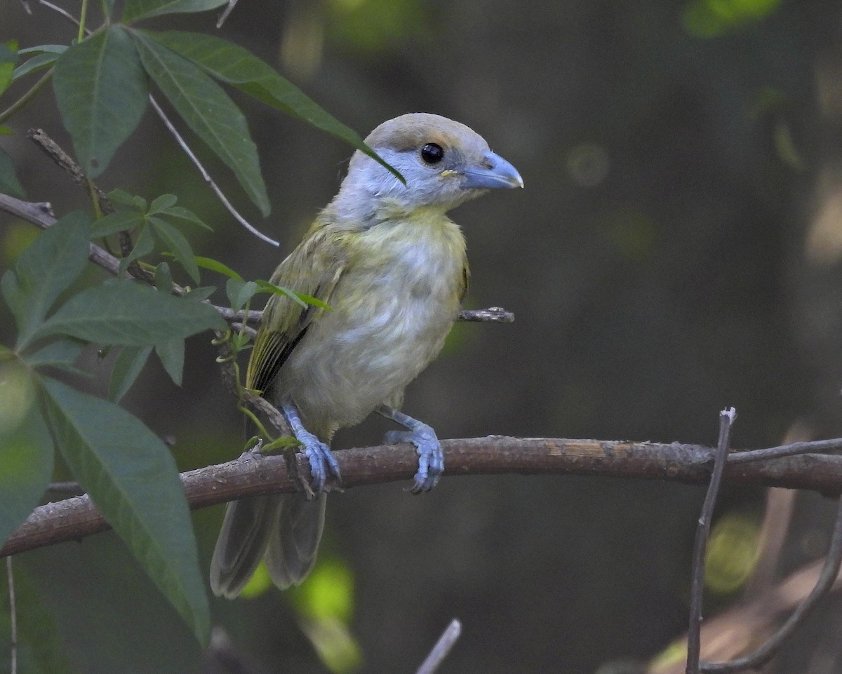 Rufous-browed Peppershrike - ML628017143