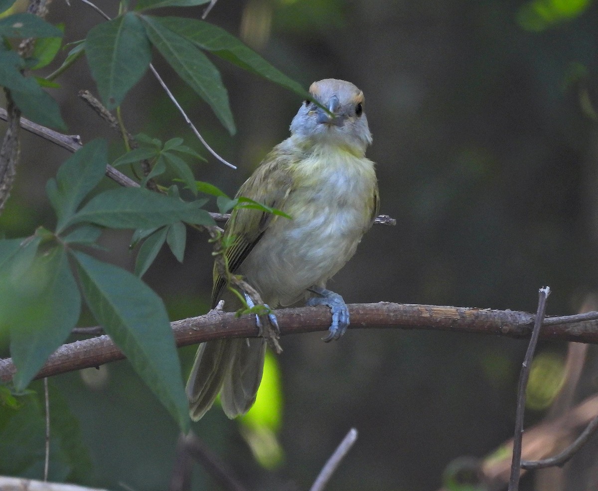 Rufous-browed Peppershrike - ML628017144