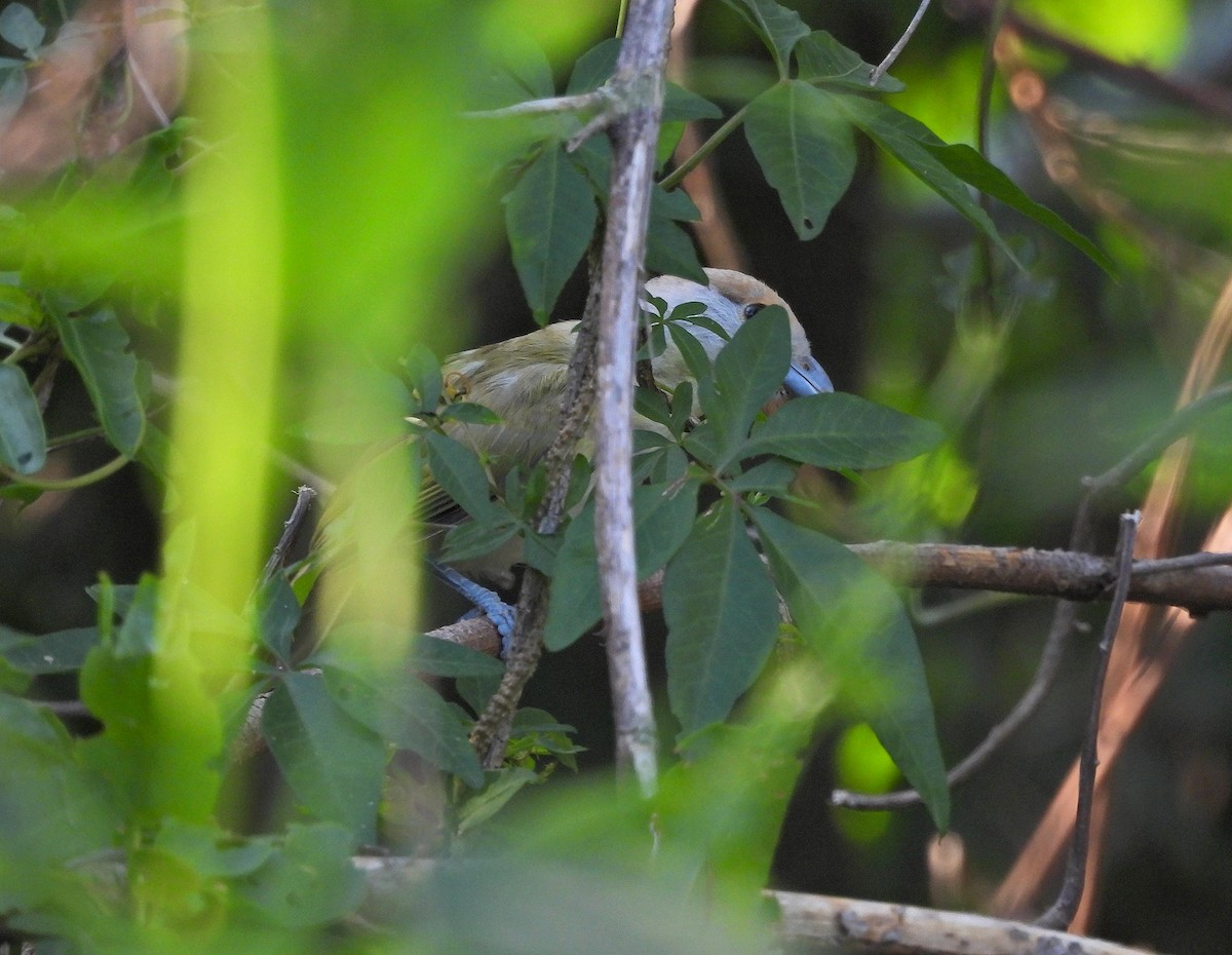 Rufous-browed Peppershrike - ML628017145