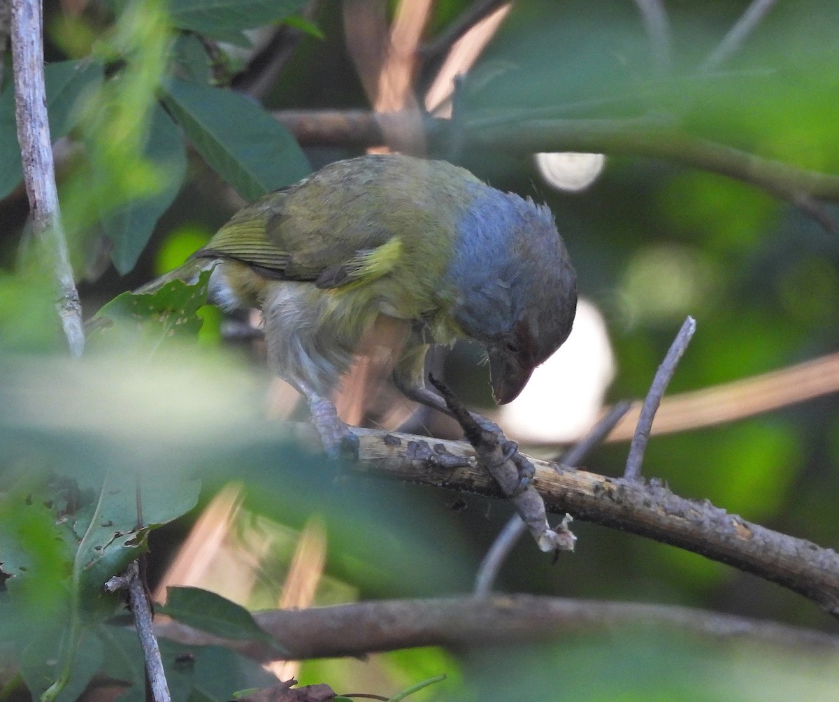 Rufous-browed Peppershrike - ML628017146