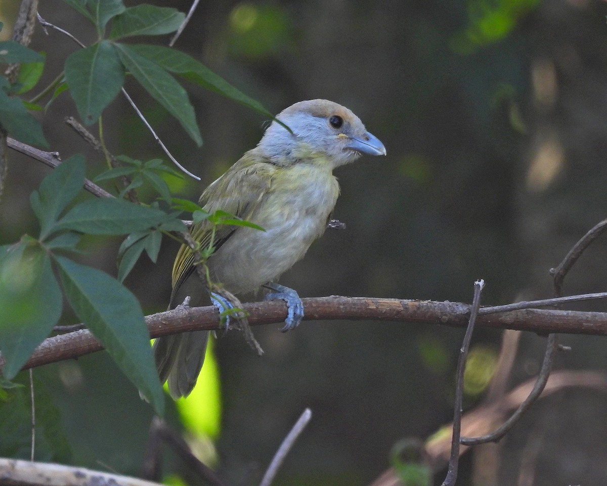 Rufous-browed Peppershrike - ML628017147