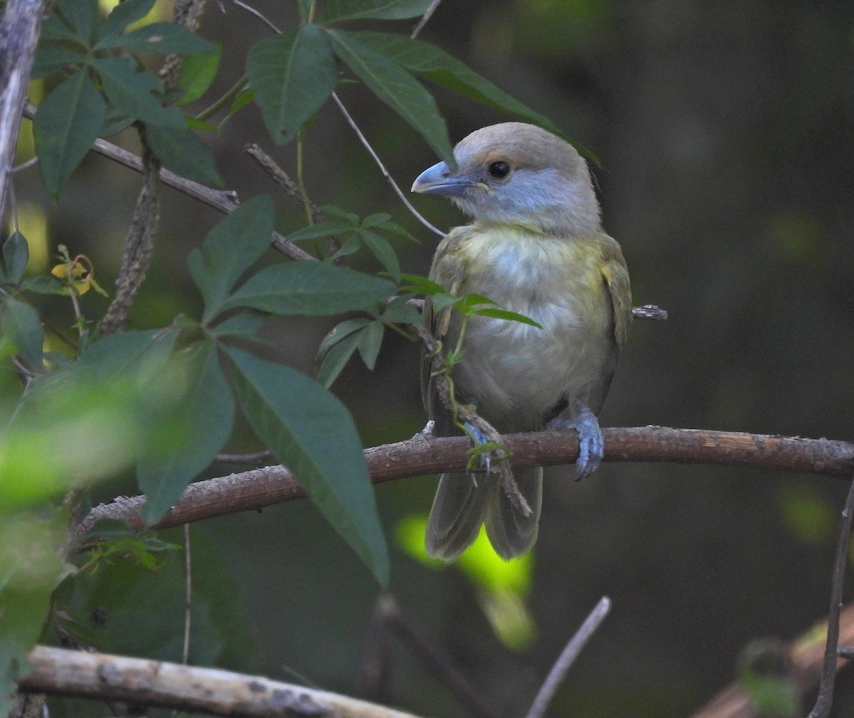 Rufous-browed Peppershrike - ML628017148