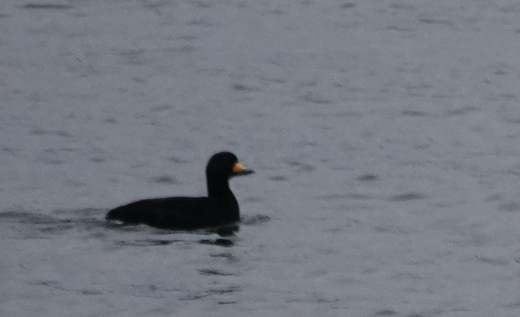 Black Scoter - ML628017151