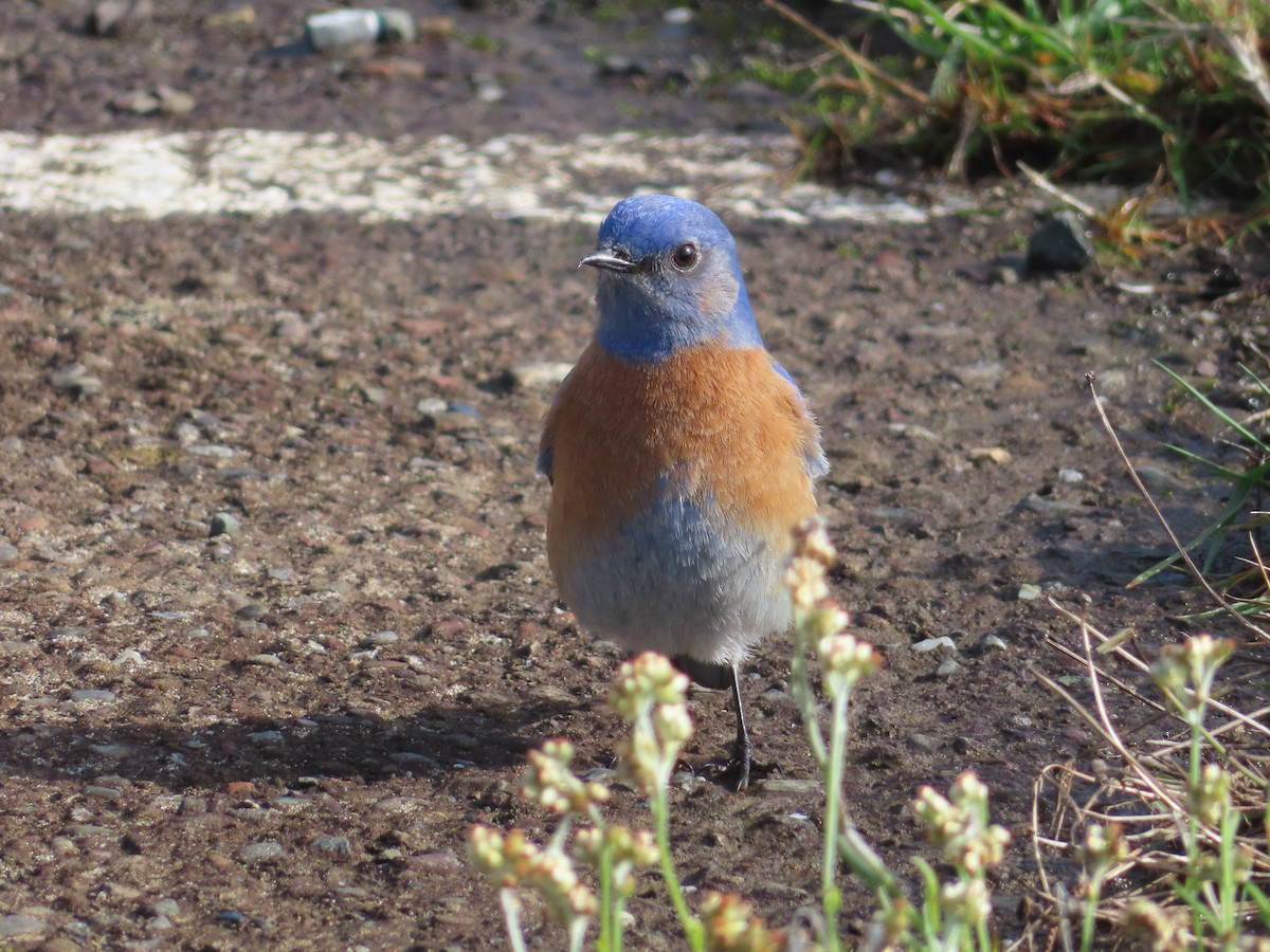 Western Bluebird - ML628017157
