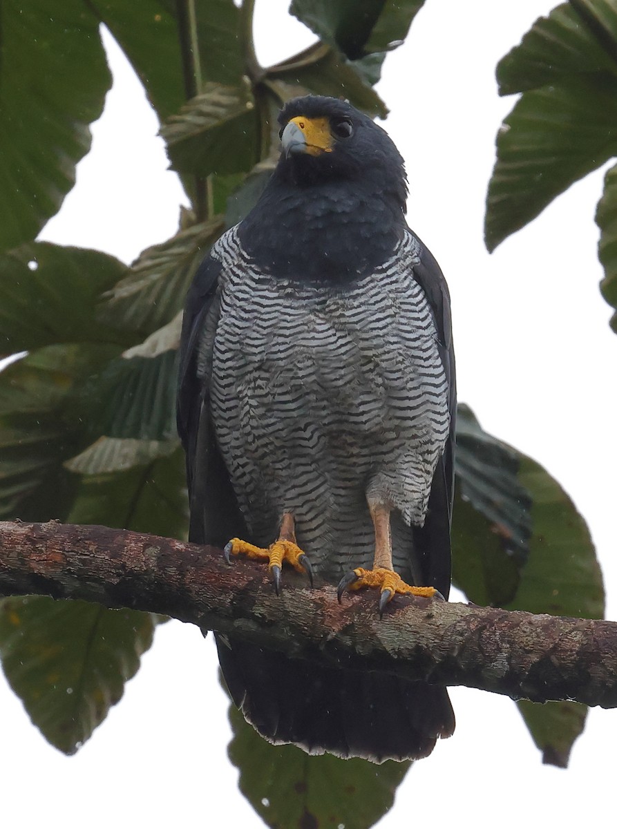 Barred Hawk - ML628017158