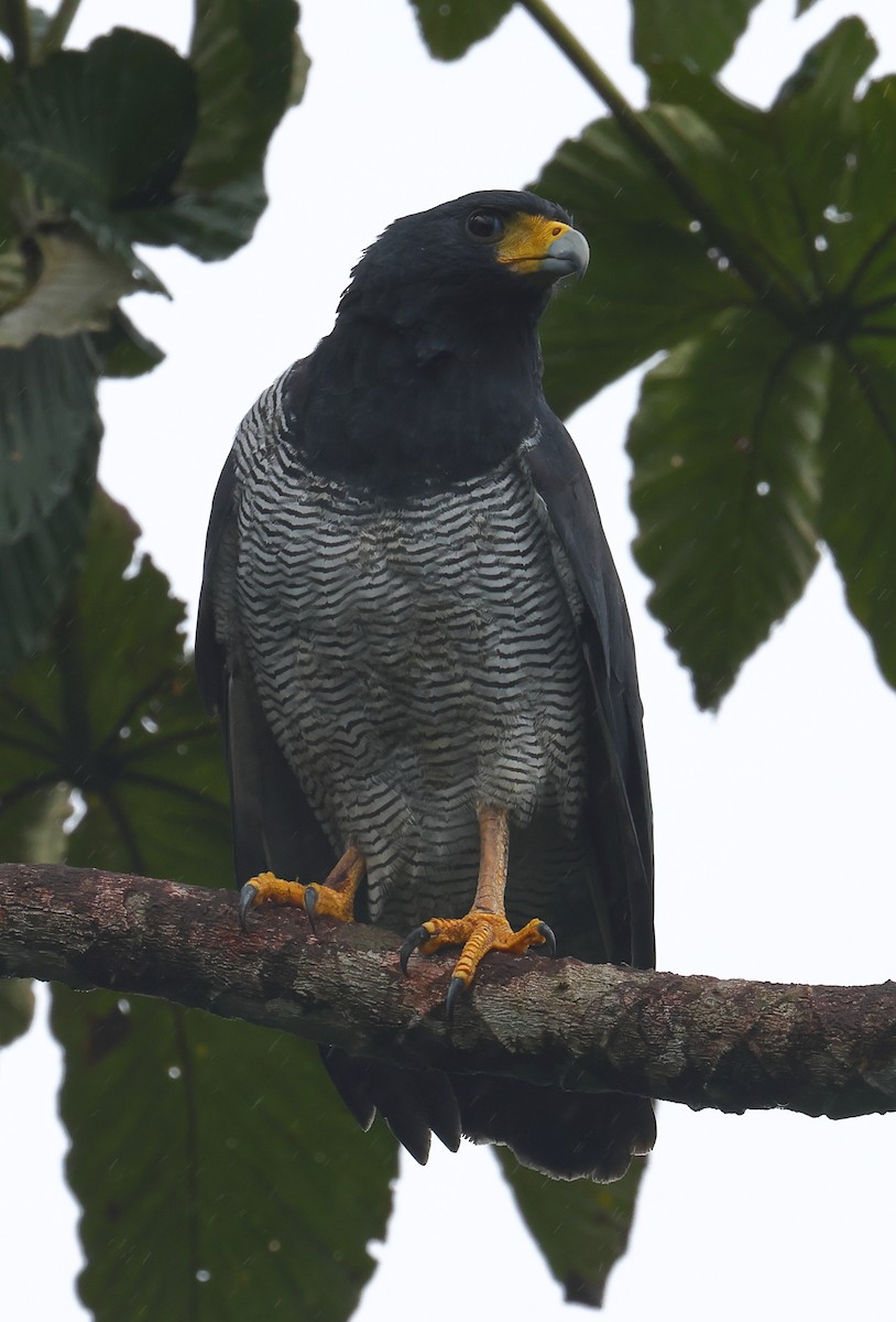 Barred Hawk - ML628017159