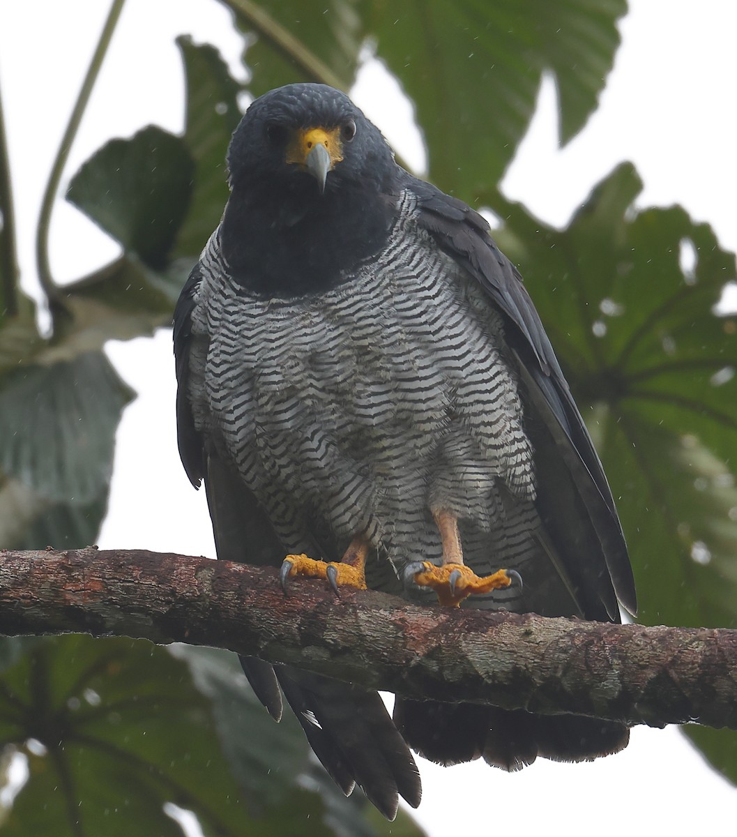 Barred Hawk - ML628017160