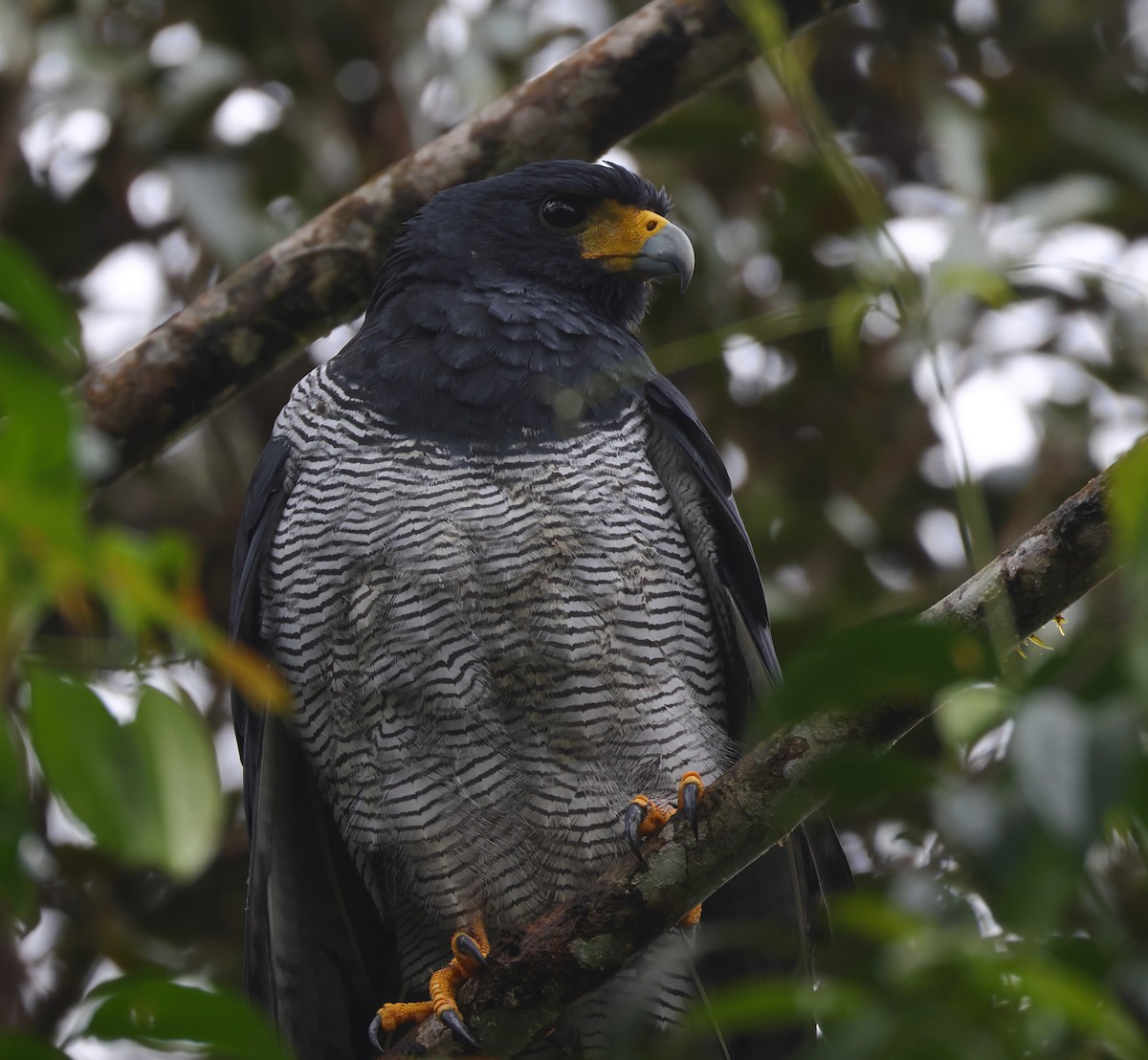 Barred Hawk - ML628017161