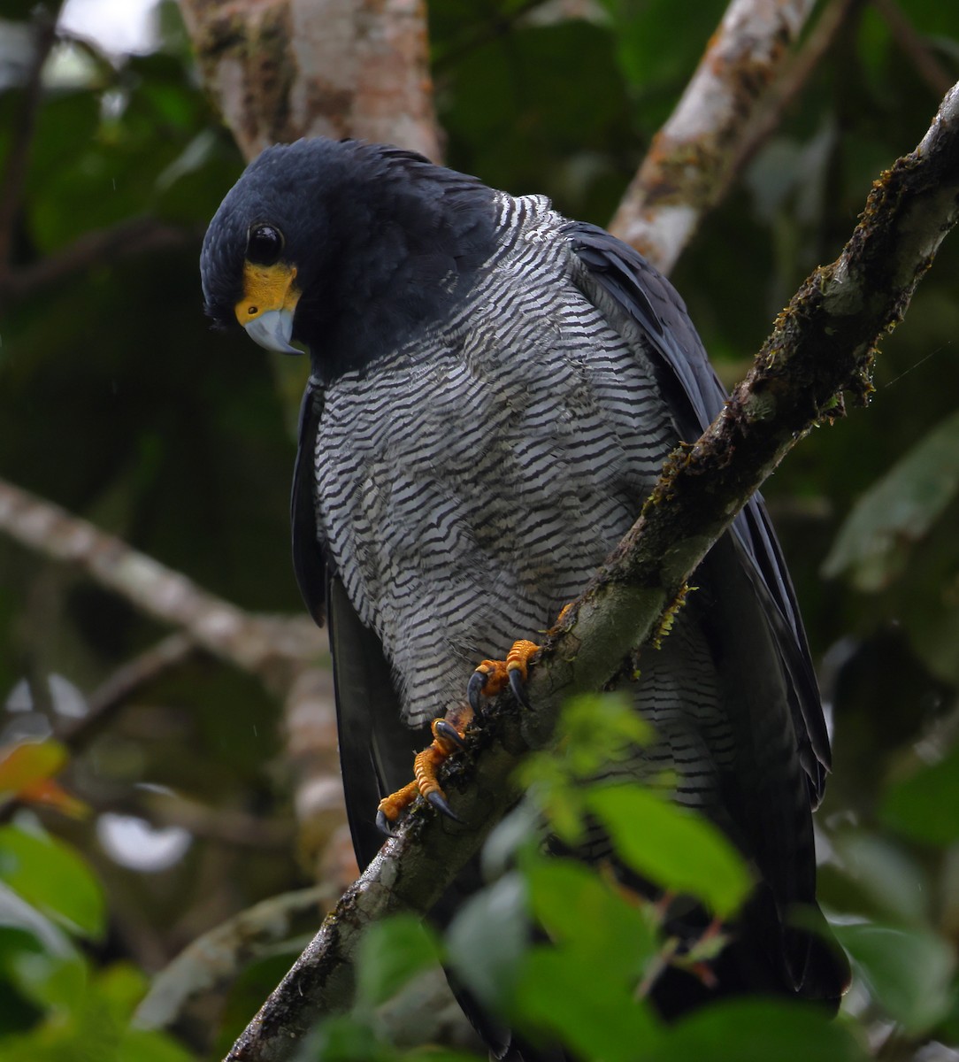 Barred Hawk - ML628017162