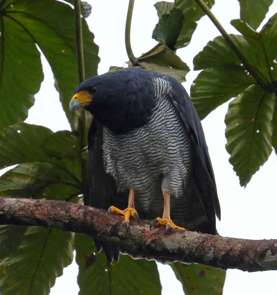 Barred Hawk - ML628017163