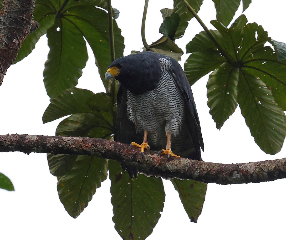 Barred Hawk - ML628017164