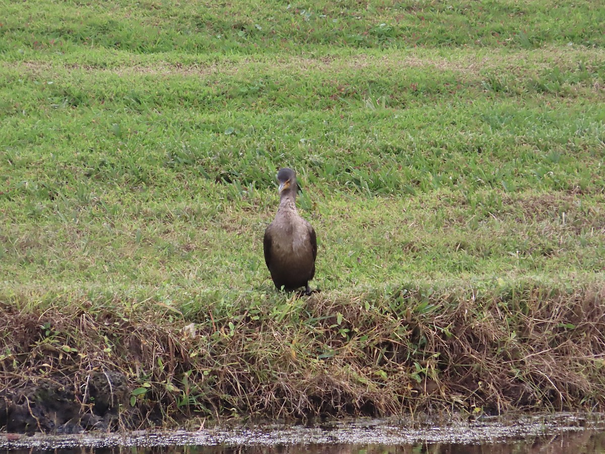 Double-crested Cormorant - ML628017226