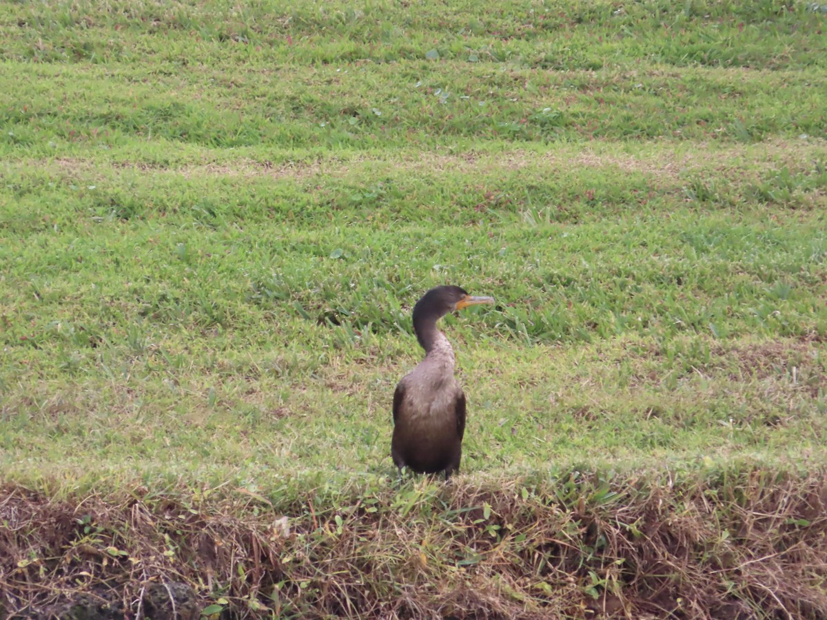 Double-crested Cormorant - ML628017227