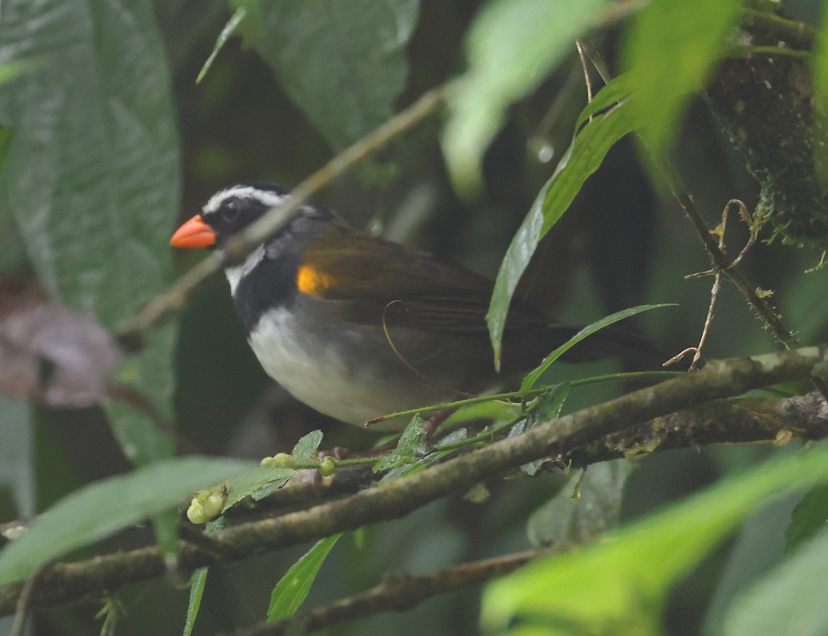 Orange-billed Sparrow - ML628017274