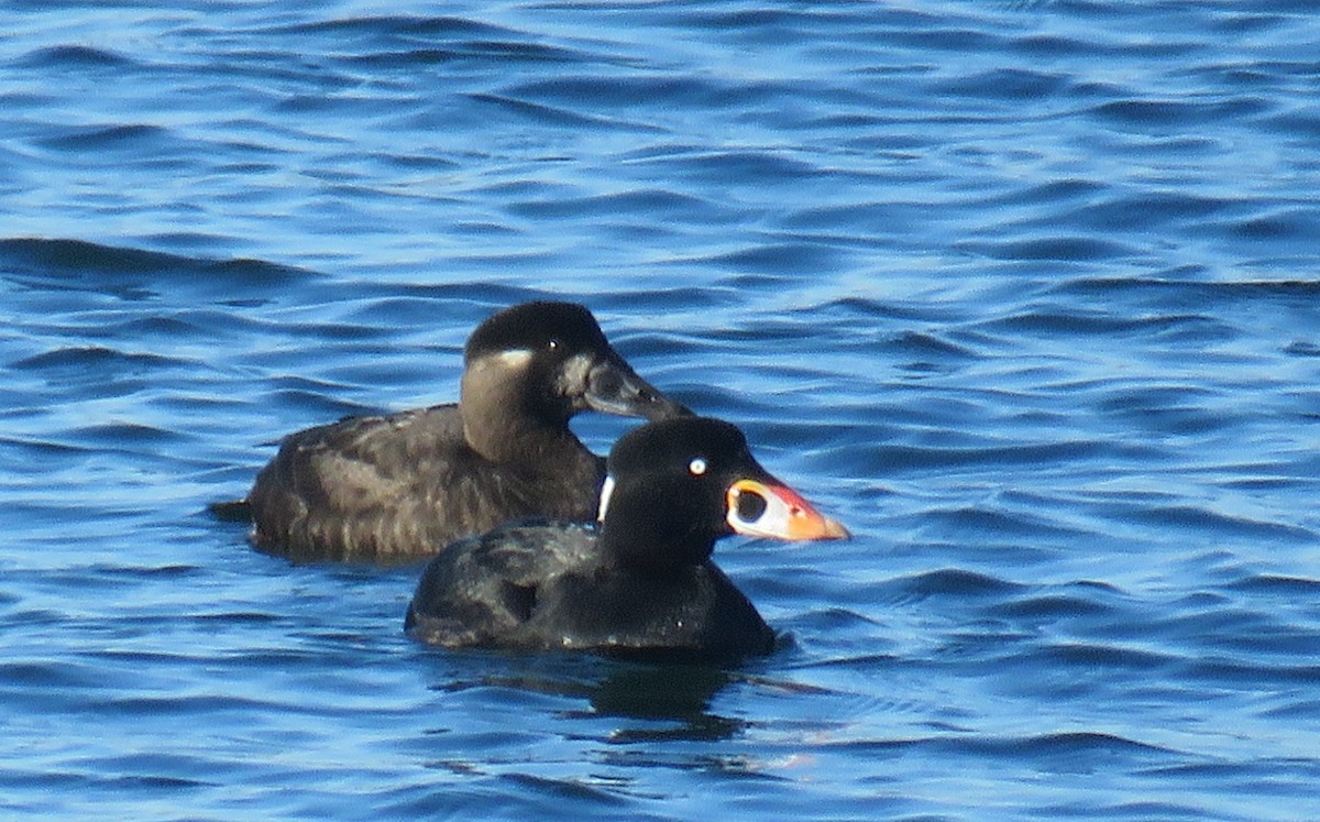 Surf Scoter - ML628017275