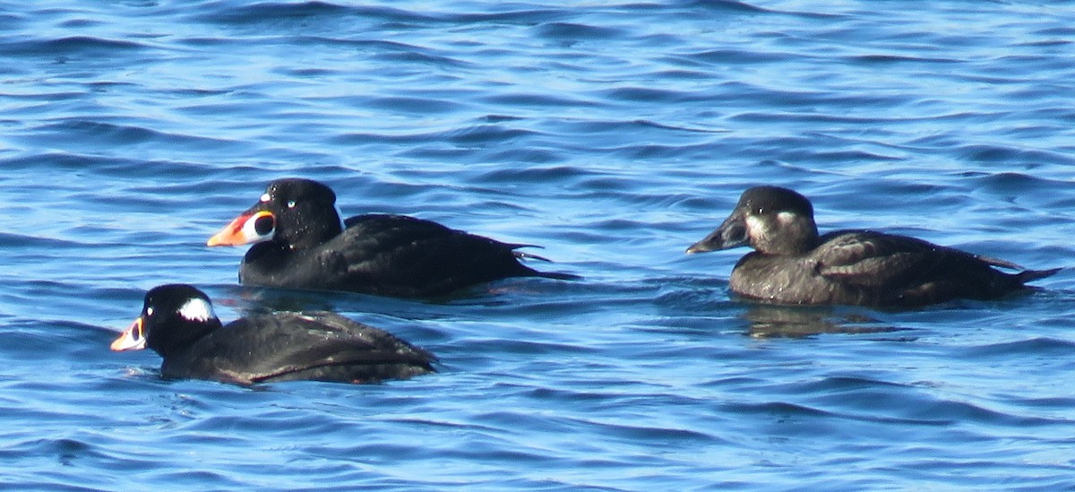 Surf Scoter - ML628017276