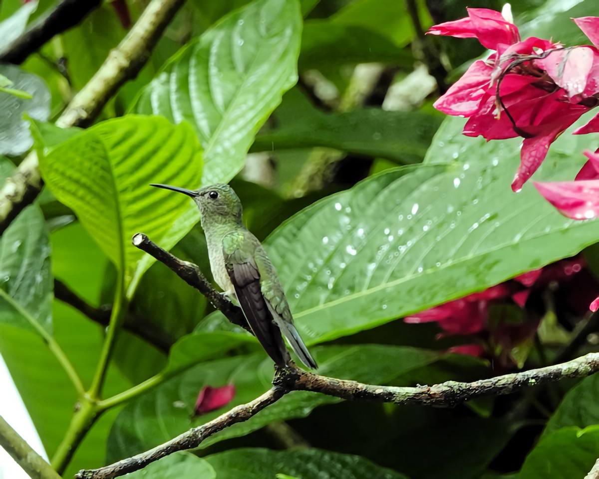 skjellbrystkolibri - ML628017293